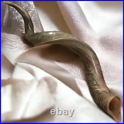 Yemenite Kudu Horn Jewish Shofar Half Polished Natural 40-42 XXL From Israel Yemenite Kudu Horn Jewish Shofar Half Polished Natural 40-42 XXL From Israel