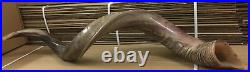 Yemenite Kudu Horn Jewish Shofar Half Polished Natural 40-42 XXL From Israel Yemenite Kudu Horn Jewish Shofar Half Polished Natural 40-42 XXL From Israel