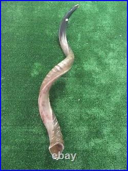 Yemenite Kudu Horn Jewish Shofar Half Polished Natural 40-42 XXL From Israel Yemenite Kudu Horn Jewish Shofar Half Polished Natural 40-42 XXL From Israel