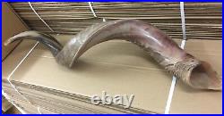 Yemenite Kudu Horn Jewish Shofar Half Polished Natural 40-42 XXL From Israel Yemenite Kudu Horn Jewish Shofar Half Polished Natural 40-42 XXL From Israel