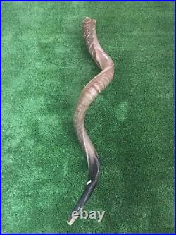 Yemenite Kudu Horn Jewish Shofar Half Polished Natural 40-42 XXL From Israel Yemenite Kudu Horn Jewish Shofar Half Polished Natural 40-42 XXL From Israel