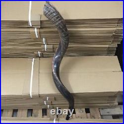 Yemenite Kudu Horn Jewish Shofar Half Polished Natural 40-42 XXL From Israel Yemenite Kudu Horn Jewish Shofar Half Polished Natural 40-42 XXL From Israel