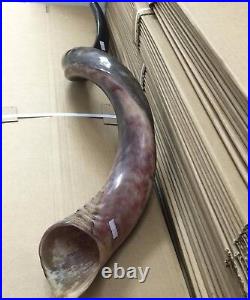 Yemenite Kudu Horn Jewish Shofar Half Polished Natural 40-42 XXL From Israel Yemenite Kudu Horn Jewish Shofar Half Polished Natural 40-42 XXL From Israel