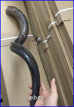 Yemenite Kudu Horn Jewish Shofar Half Polished Natural 40-42 XXL From Israel Yemenite Kudu Horn Jewish Shofar Half Polished Natural 40-42 XXL From Israel