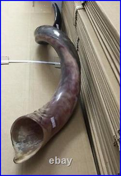 Yemenite Kudu Horn Jewish Shofar Half Polished Natural 40-42 XXL From Israel Yemenite Kudu Horn Jewish Shofar Half Polished Natural 40-42 XXL From Israel