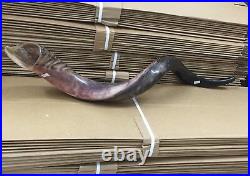 Yemenite Kudu Horn Jewish Shofar Half Polished Natural 40-42 XXL From Israel Yemenite Kudu Horn Jewish Shofar Half Polished Natural 40-42 XXL From Israel